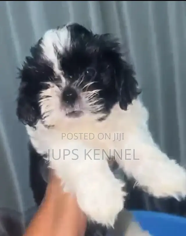 1-3 months Female Purebred Shih Tzu