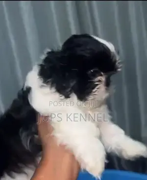 1-3 months Female Purebred Shih Tzu