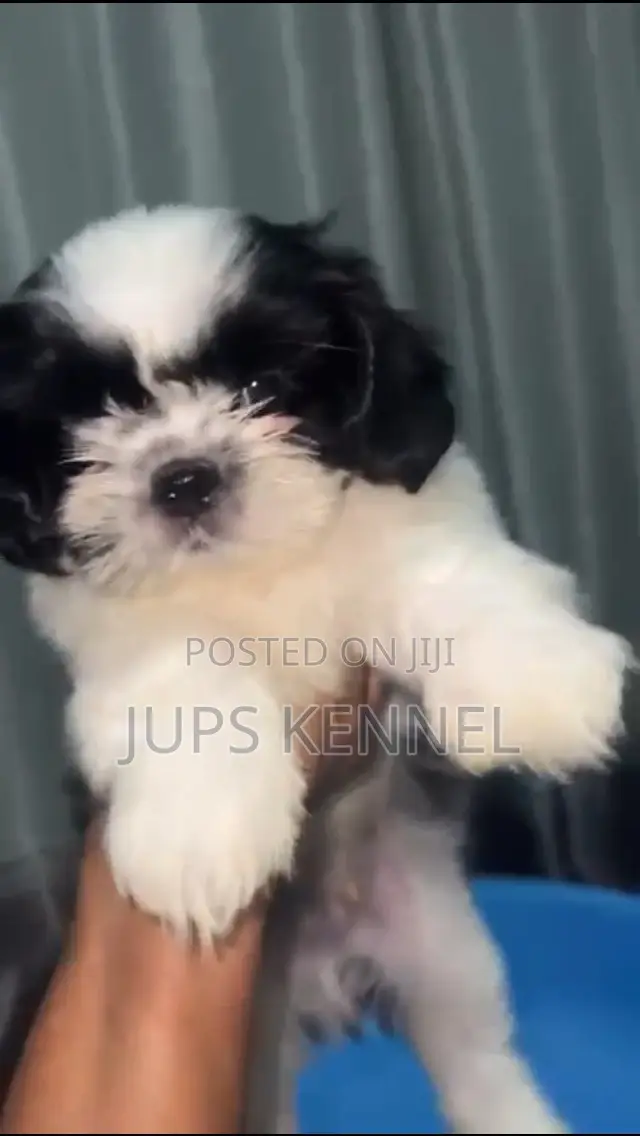 1-3 months Female Purebred Shih Tzu