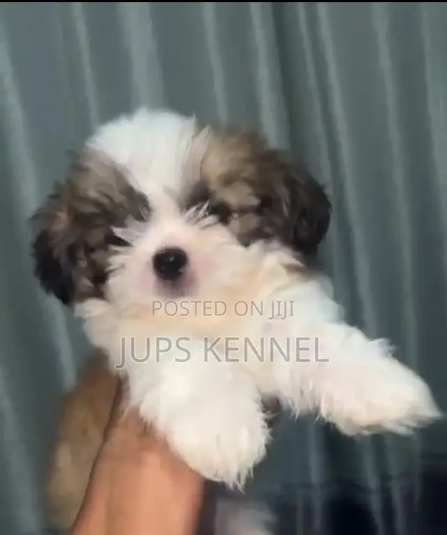 1-3 months Female Purebred Shih Tzu