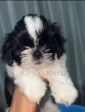 1-3 months Female Purebred Shih Tzu