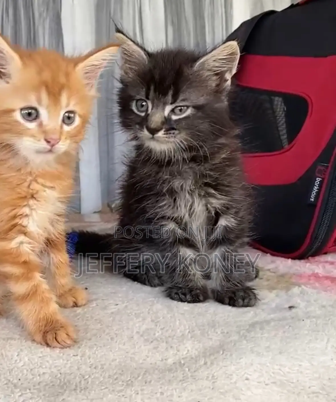 1-3 months Male Purebred Maine Coon