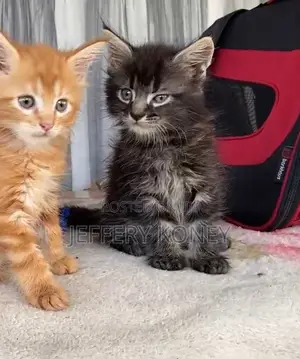 1-3 months Male Purebred Maine Coon