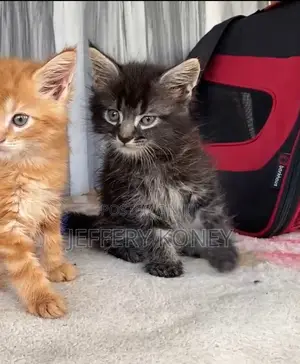 1-3 months Male Purebred Maine Coon