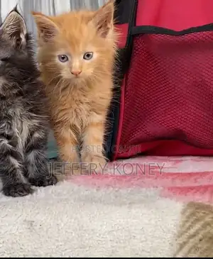 1-3 months Male Purebred Maine Coon