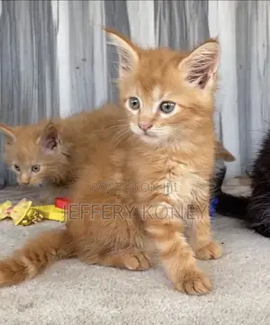 1-3 months Male Purebred Maine Coon