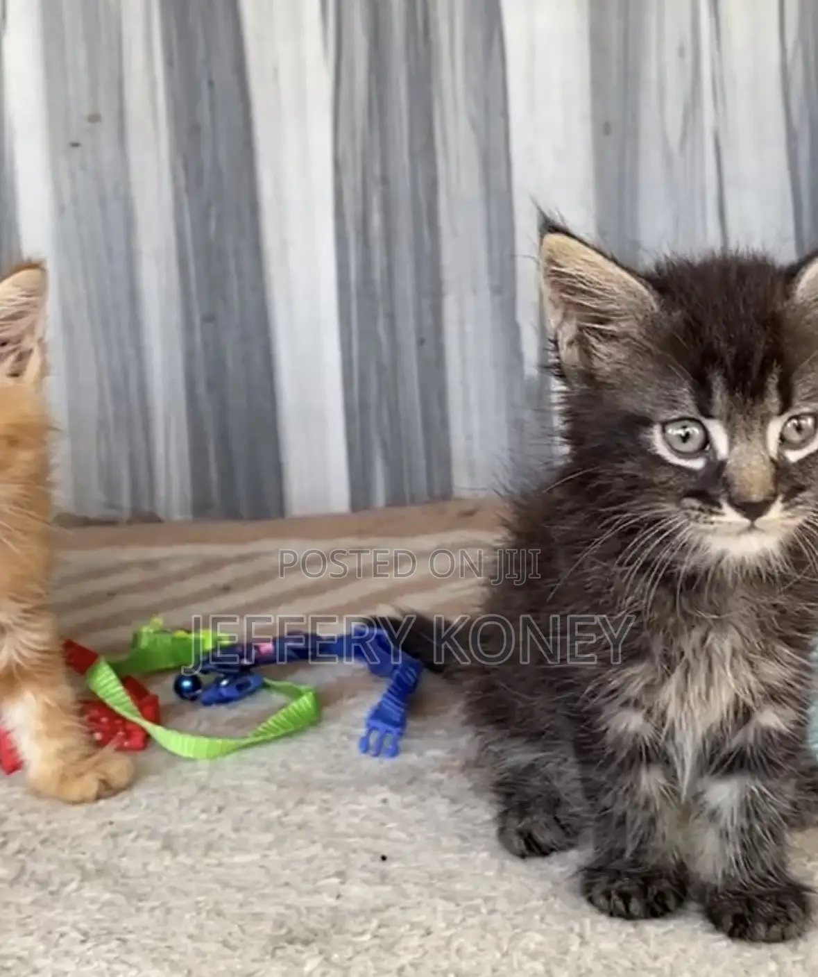 1-3 months Male Purebred Maine Coon