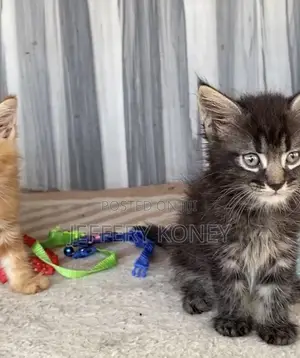 1-3 months Male Purebred Maine Coon