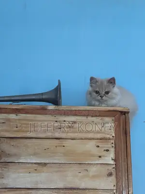 1-3 months Female Purebred Persian