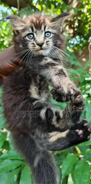 1-3 months Male Purebred Maine Coon