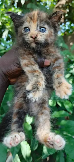 1-3 months Male Purebred Maine Coon