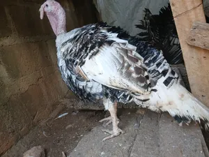 Hybrid Male Turkeys for Sale