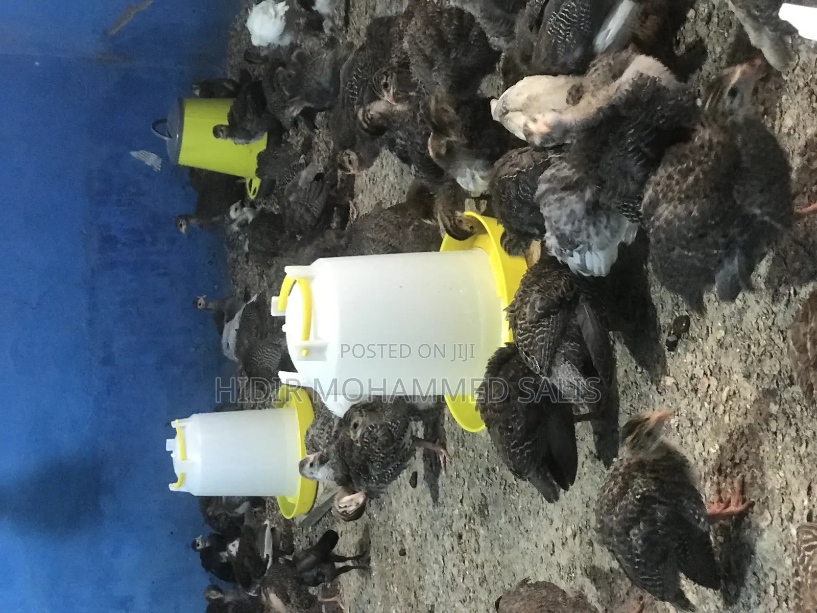 8 Weeks Guinea Fowls