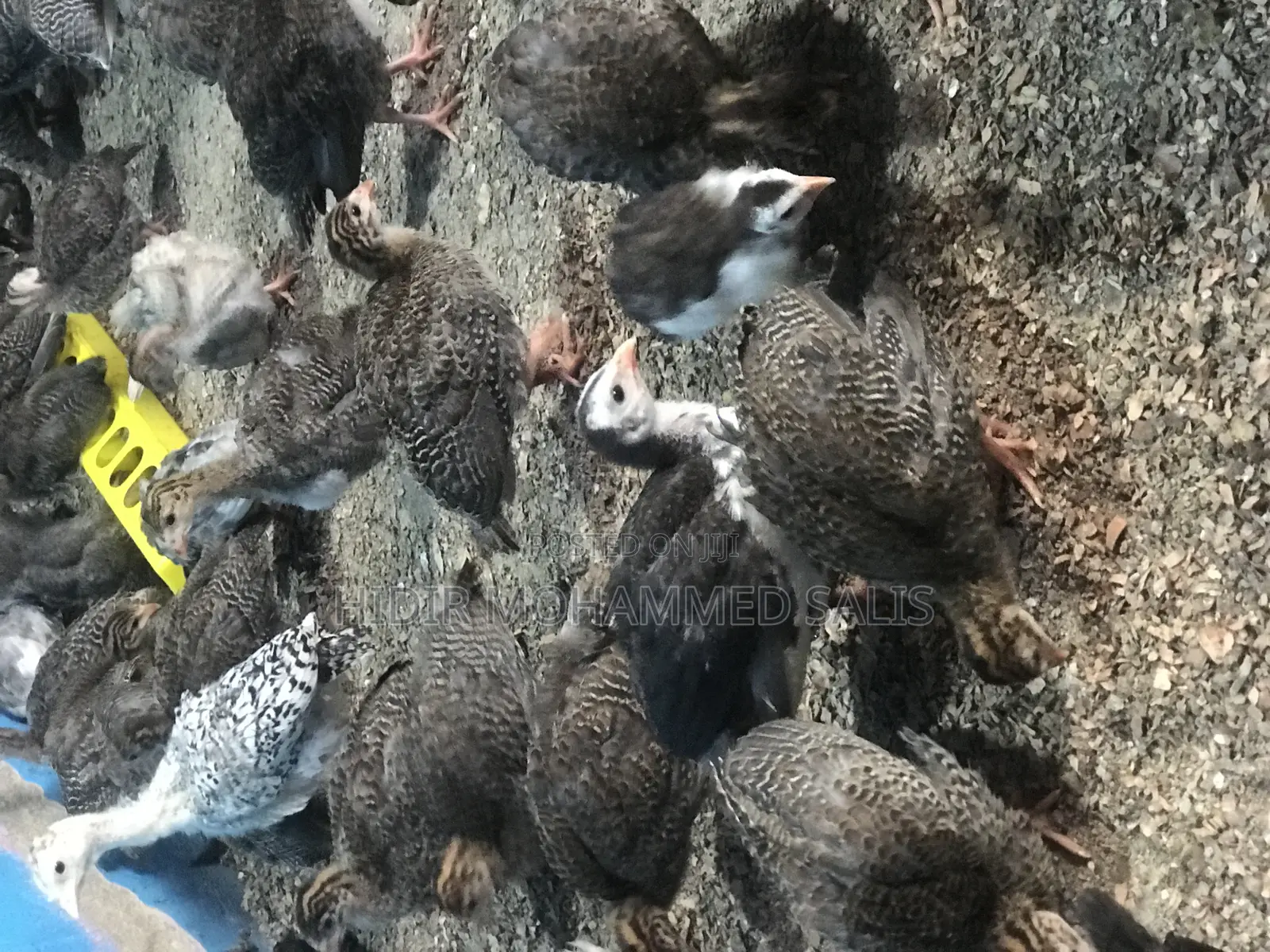 8 Weeks Guinea Fowls