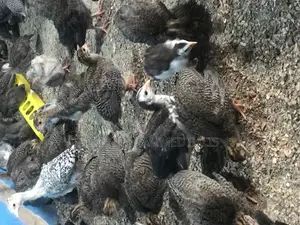 8 Weeks Guinea Fowls