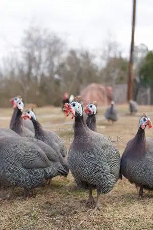 8 Weeks Guinea Fowls