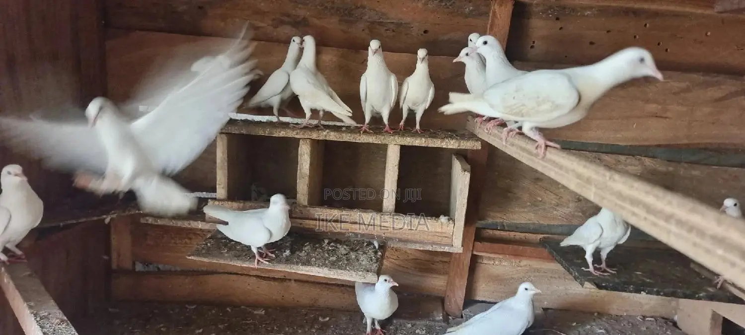 White Pigeons