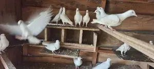White Pigeons
