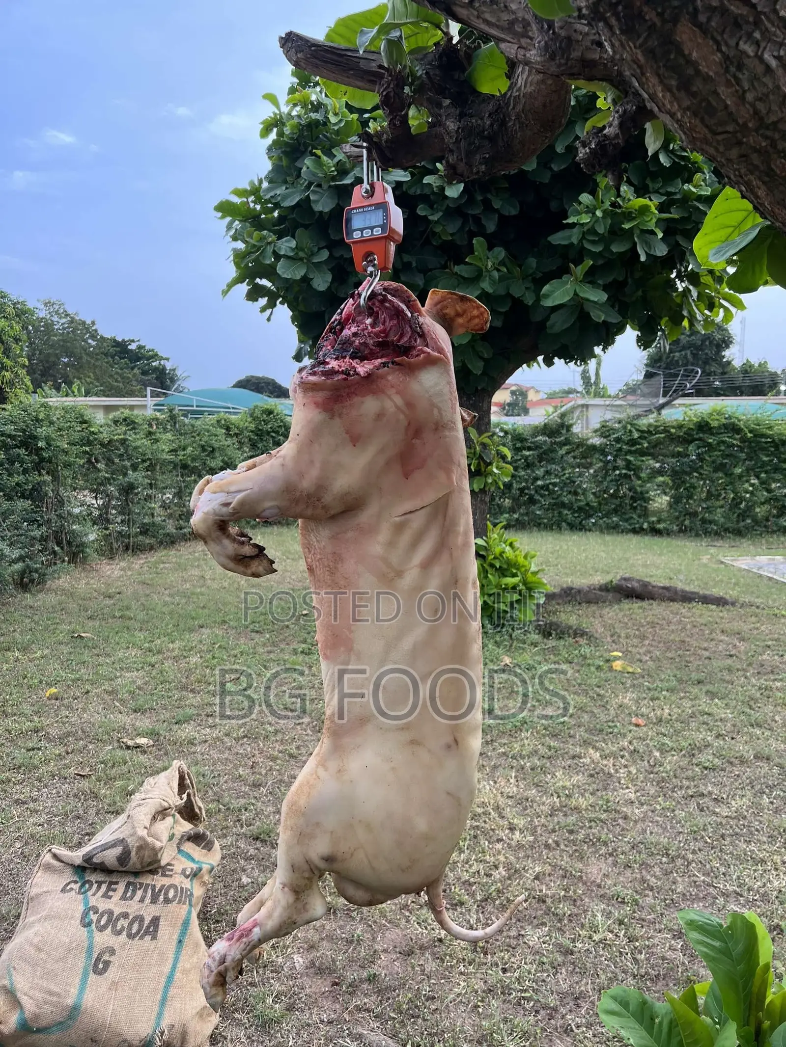 Sell Us All Your Pigs/Pork/Beef. We Can Clear Your Entire Farm!