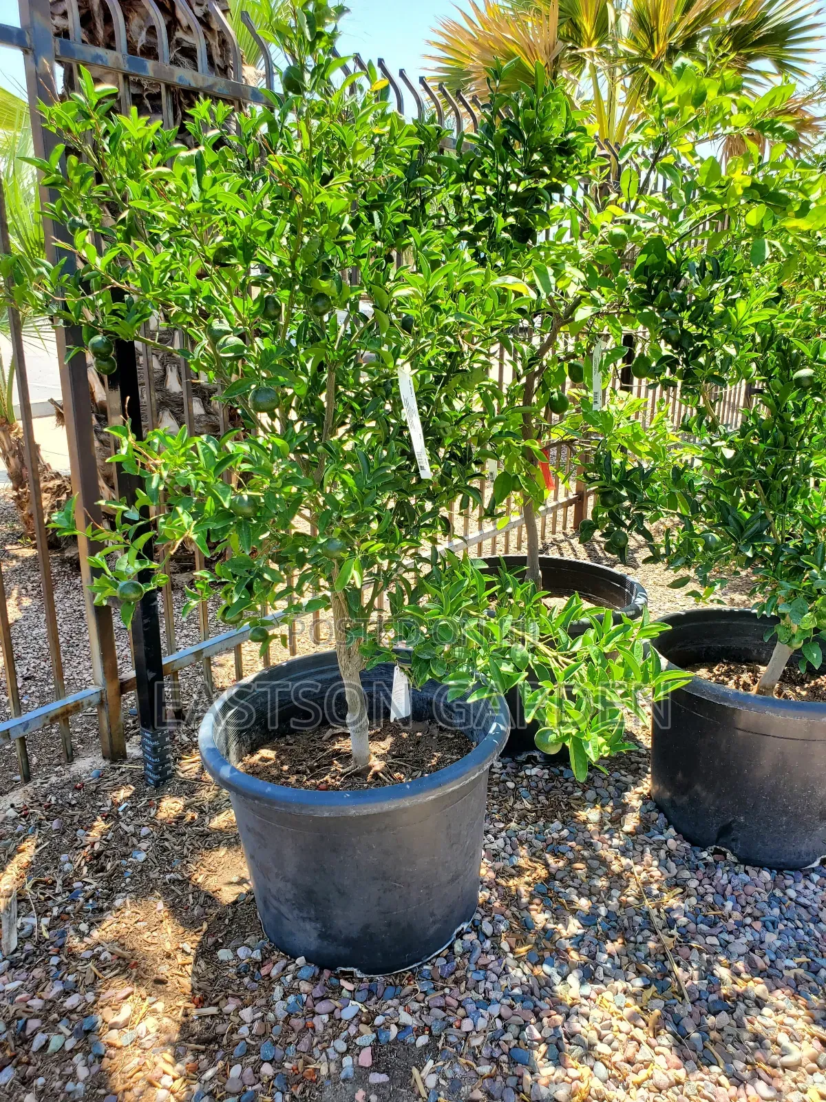 Exotic Clementines Seedlings
