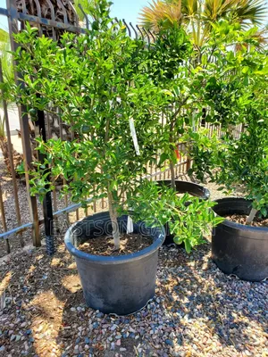 Exotic Clementines Seedlings