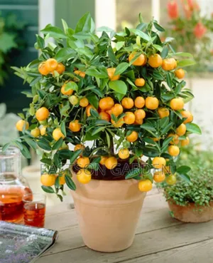 Exotic Clementines Seedlings