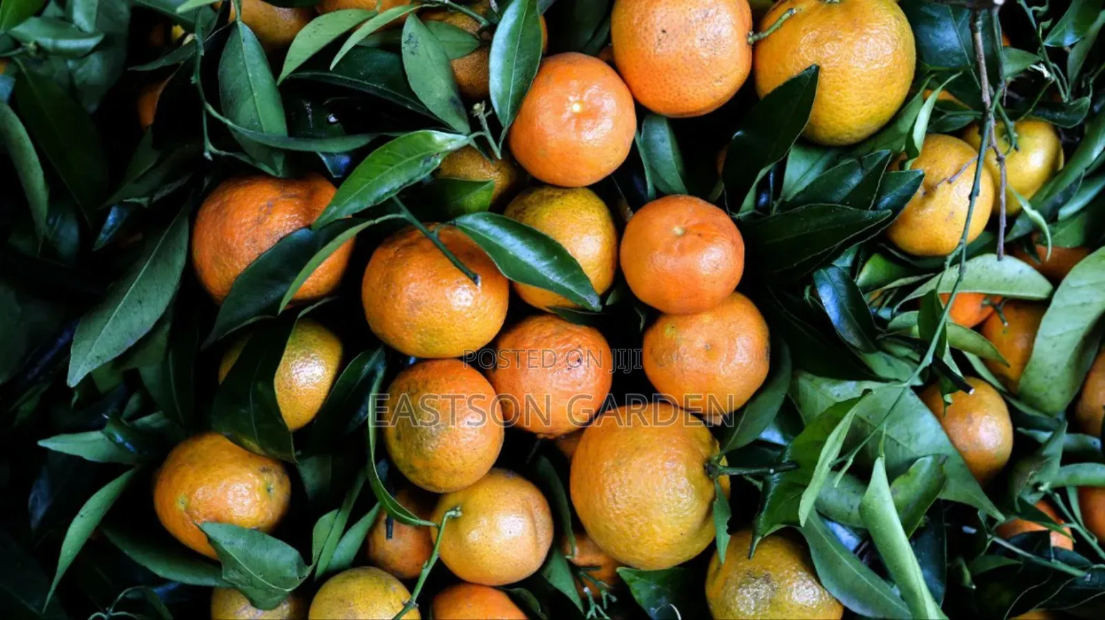 Exotic Clementines Seedlings