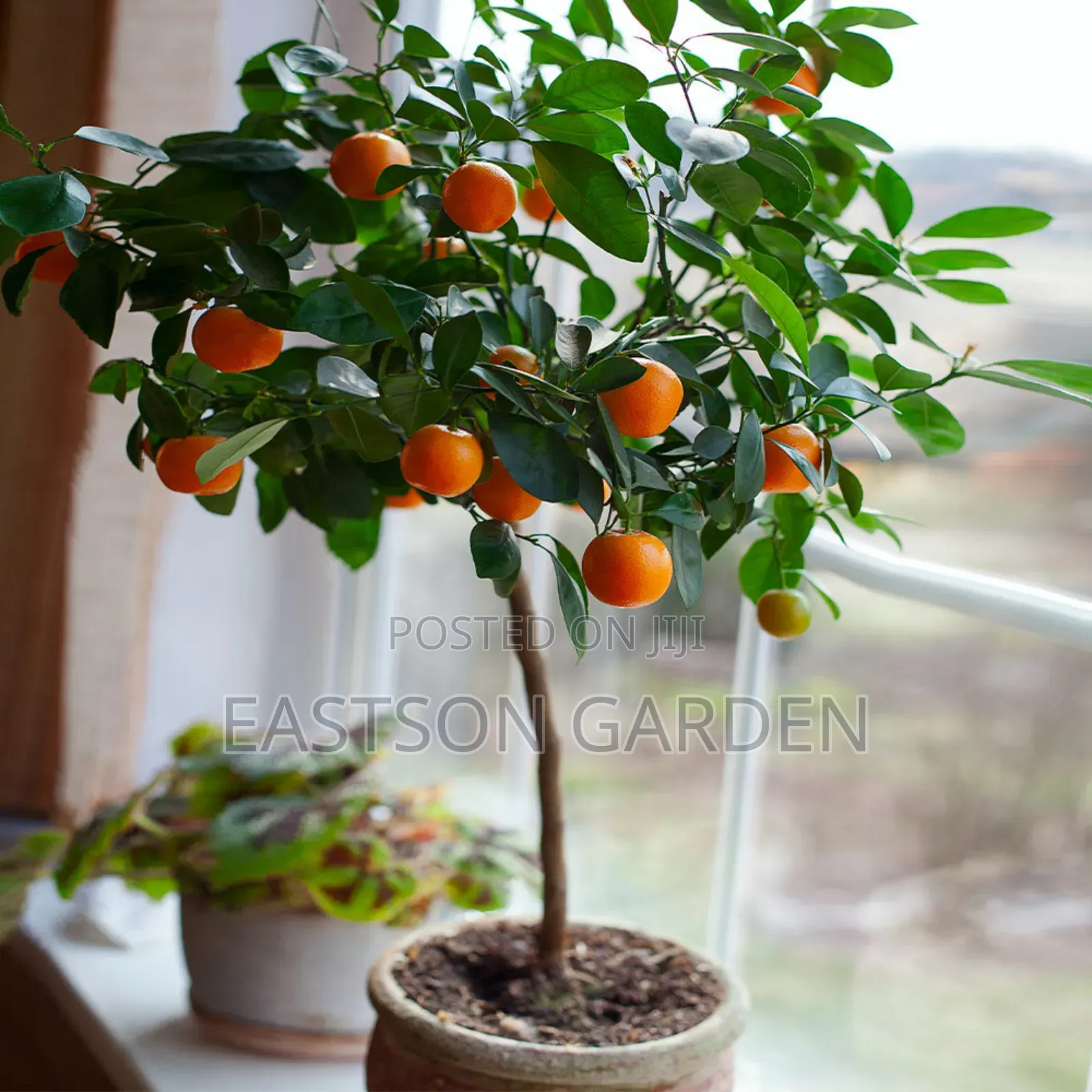 Exotic Clementines Seedlings