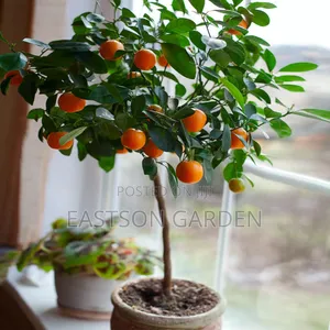 Exotic Clementines Seedlings
