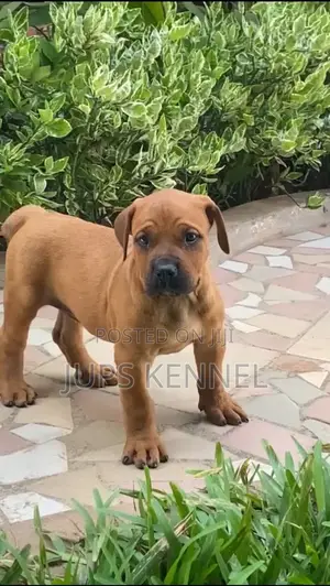 1-3 months Female Purebred Boerboel