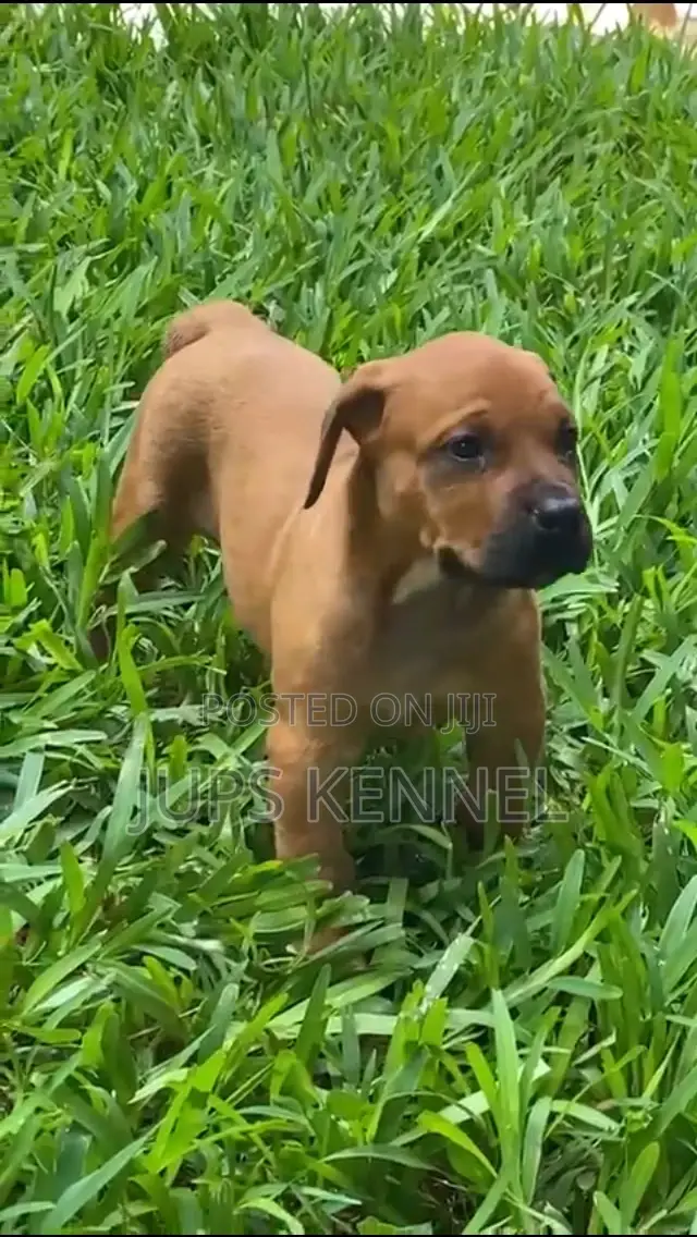 1-3 months Female Purebred Boerboel