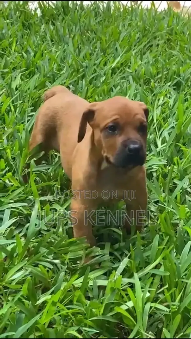 1-3 months Female Purebred Boerboel