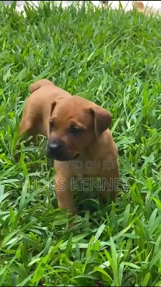 1-3 months Female Purebred Boerboel