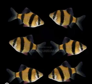 Tiger Barbs Trip