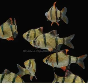 Tiger Barbs Trip