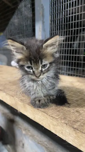 0-1 month Female Purebred Maine Coon