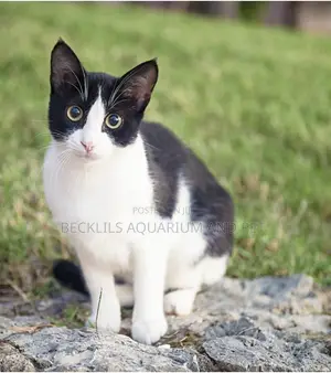 1-3 months Male Mixed Breed Cat
