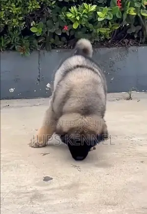 1-3 months Female Purebred Caucasian Shepherd