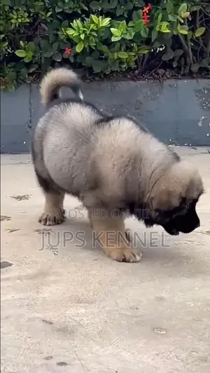 1-3 months Female Purebred Caucasian Shepherd