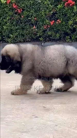 1-3 months Female Purebred Caucasian Shepherd