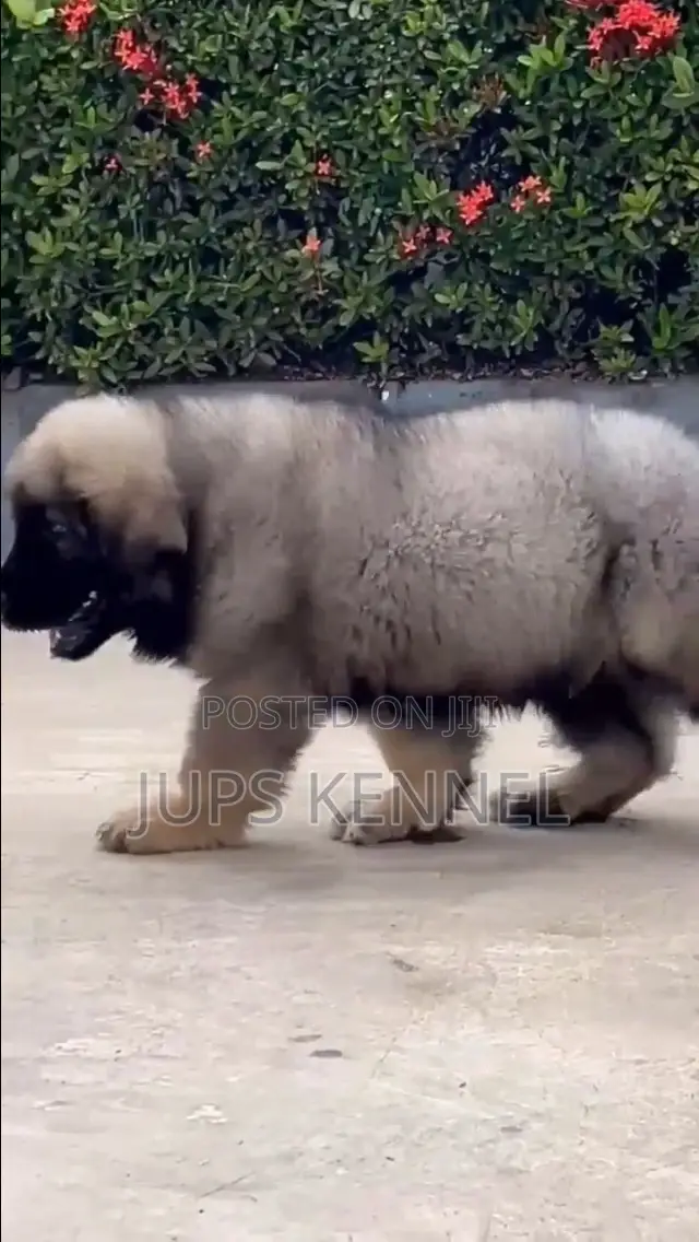 1-3 months Female Purebred Caucasian Shepherd