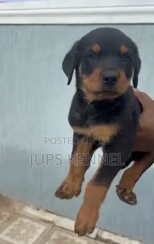 1-3 months Female Purebred Rottweiler