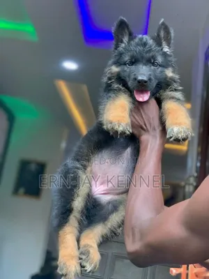3-6 months Female Purebred German Shepherd