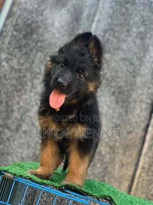 3-6 months Female Purebred German Shepherd