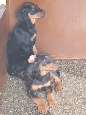 1-3 months Male Purebred Doberman Pinscher