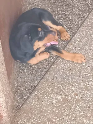 1-3 months Male Purebred Doberman Pinscher