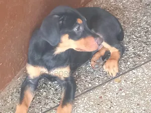 1-3 months Male Purebred Doberman Pinscher