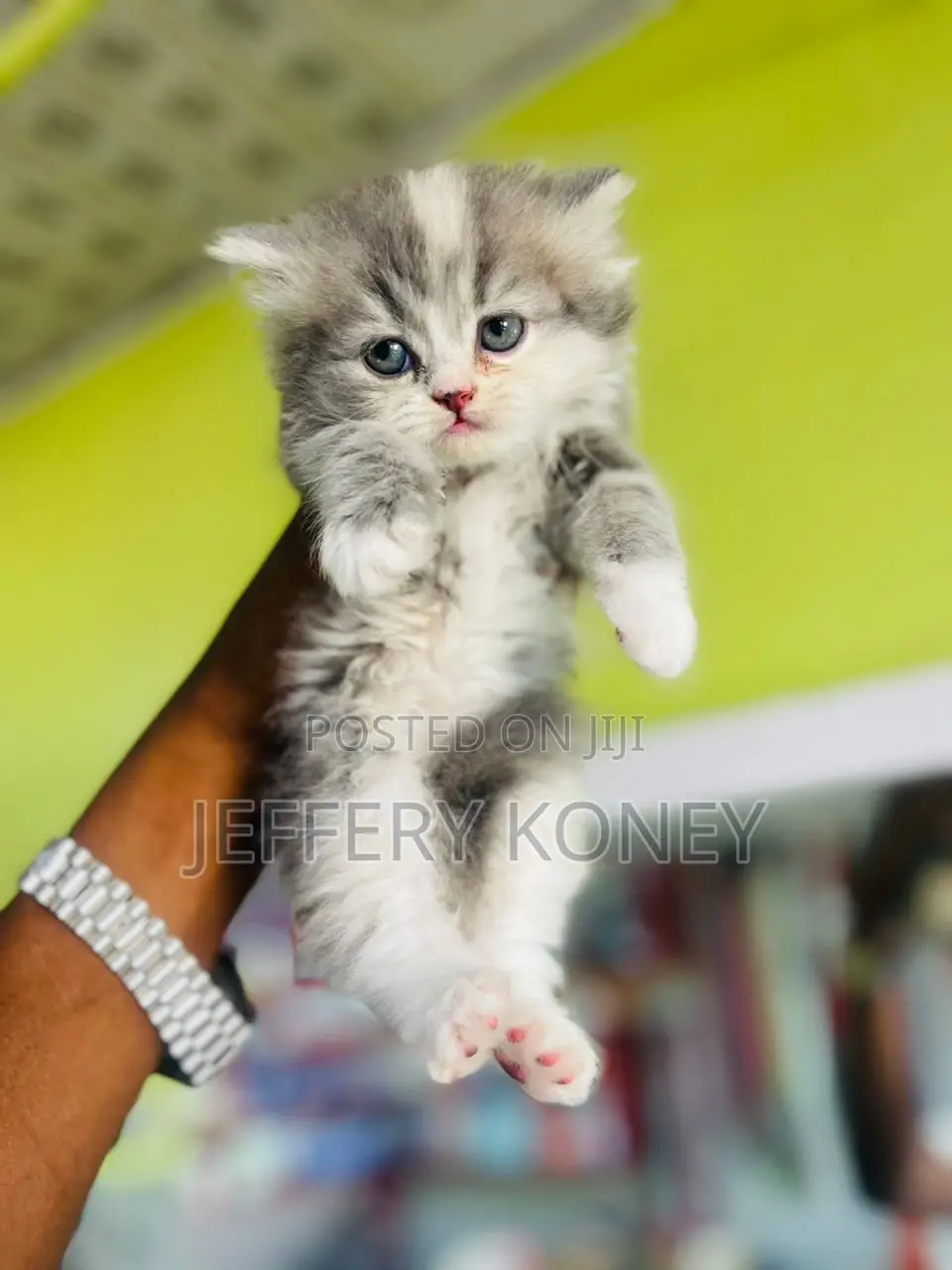 1-3 months Female Purebred Persian