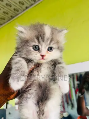 1-3 months Female Purebred Persian