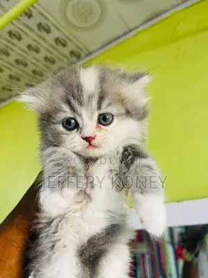 1-3 months Female Purebred Persian